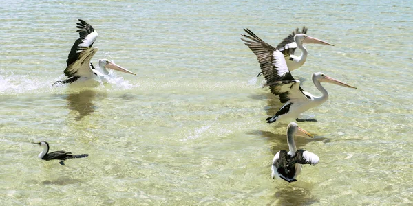 Pélicans se nourrissant dans l'eau — Photo