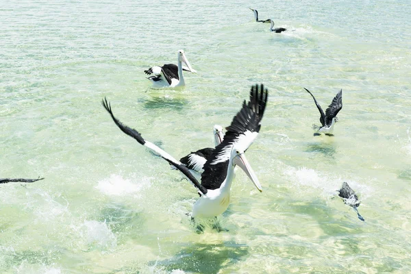 Pelícanos alimentándose en el agua — Foto de Stock
