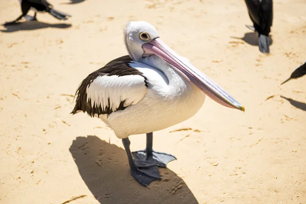 Pelikan am Strand — Stockfoto