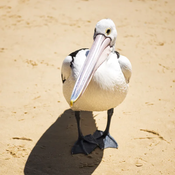 Pelican op het strand — Stockfoto