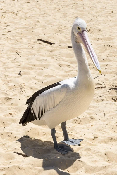 Пеликан на пляже — стоковое фото