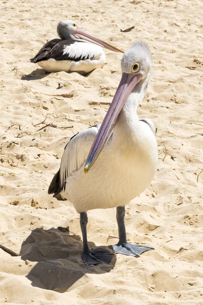 Pelikan am Strand — Stockfoto