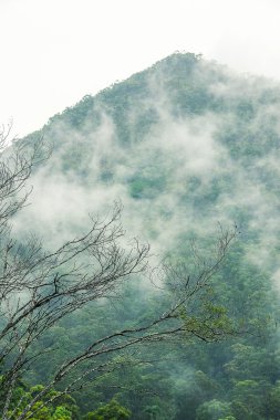 Queensland dağda taşra