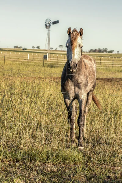 Cheval à la campagne — Photo