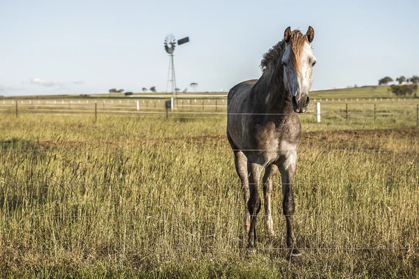 Caballo en el campo — Foto de Stock