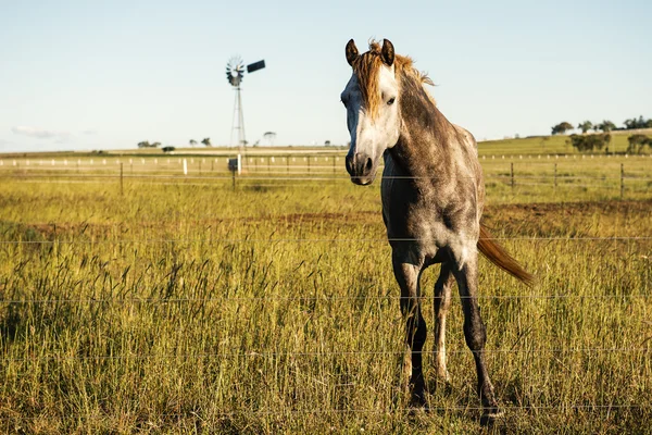 Caballo en el campo — Foto de Stock