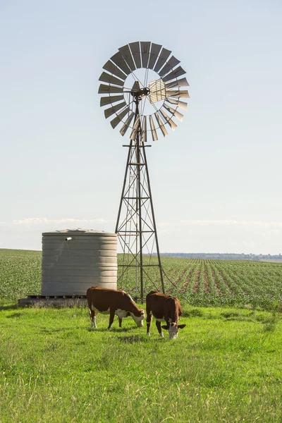 Koeien in het land — Stockfoto