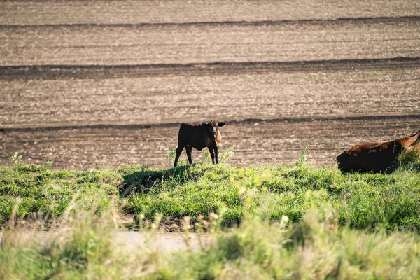 Cows in the country — Stock Photo, Image