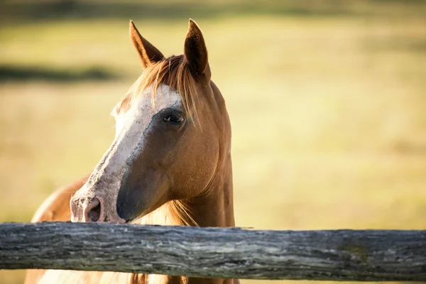 Ló vidéken — Stock Fotó