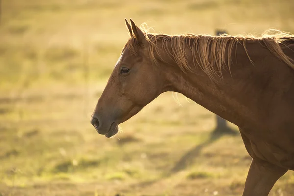 Caballo en el campo — Foto de Stock