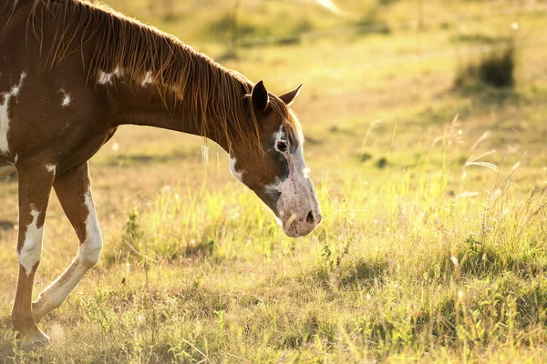 Ló vidéken — Stock Fotó