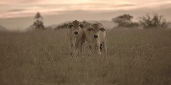 Vacas de campo en Queensland —  Fotos de Stock