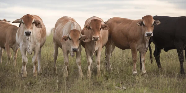 Vacas do país em Queensland — Fotografia de Stock