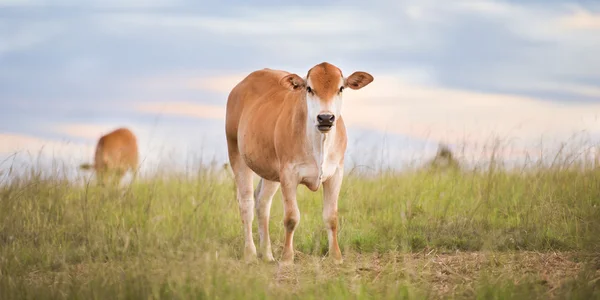 Mucche di campagna nel Queensland — Foto Stock