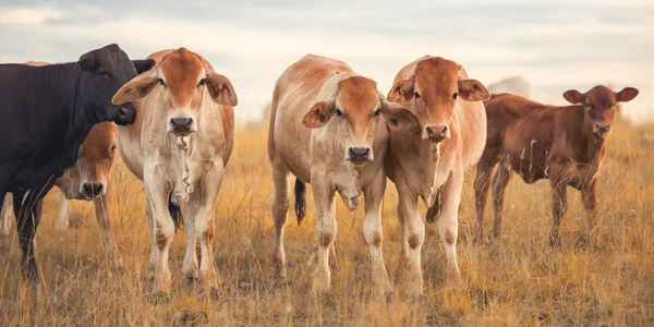 Vaches de pays dans le Queensland — Photo