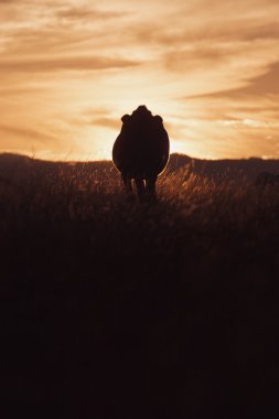Bir inek günbatımı silüeti