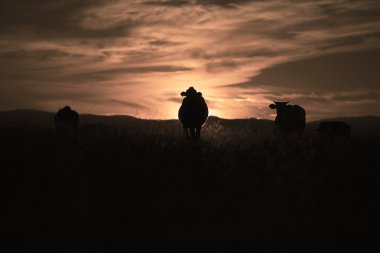 Bir inek günbatımı silüeti