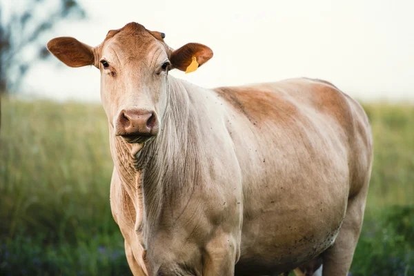 Kyr på landet – stockfoto