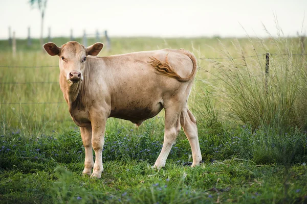 Az ország tehén — Stock Fotó