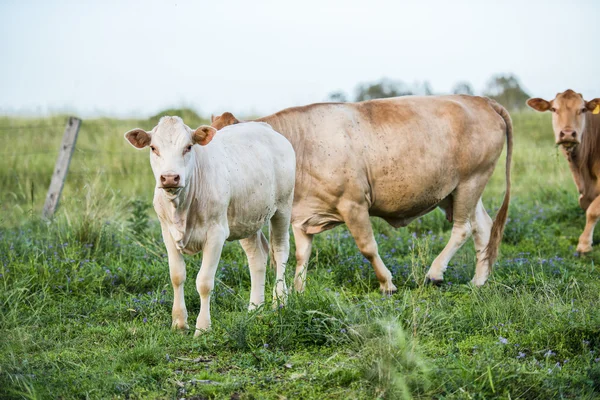 Vacas do país em Queensland — Fotografia de Stock