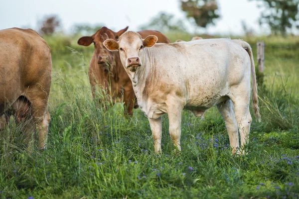 Vacas do país em Queensland — Fotografia de Stock