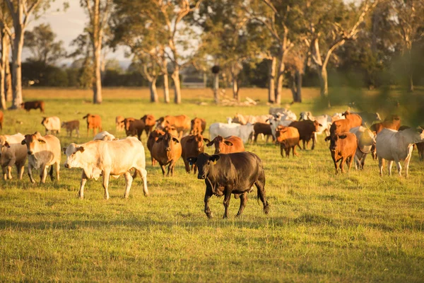 Ország tehenek Queensland — Stock Fotó