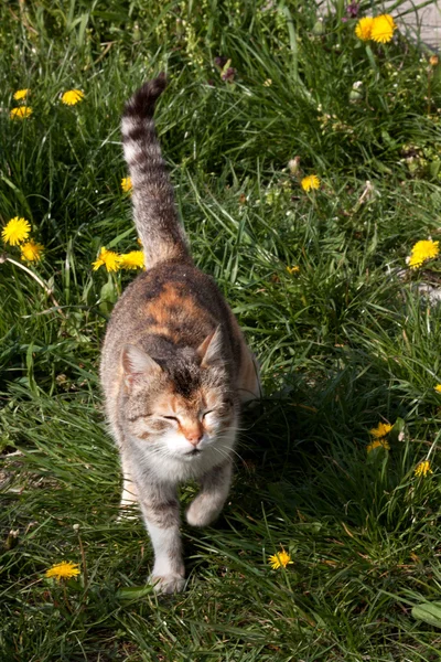 Cat In The Grass — Stock Photo, Image