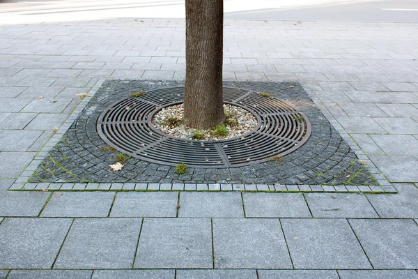 Tree base and pavement — Stock Photo, Image
