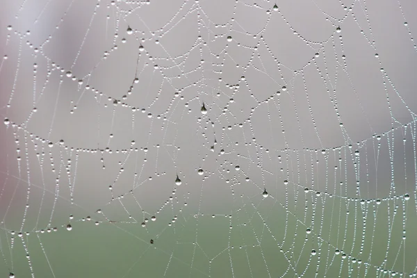 Spider net with water drops — Stock Photo, Image