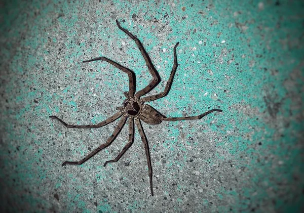 Grey Color Spider Walking Green Wall — Stock Photo, Image