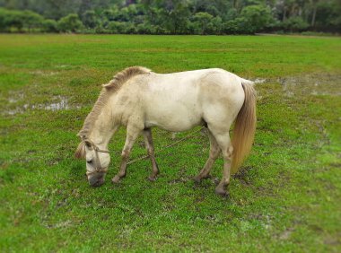 Tarlada yeşil ot yiyen beyaz at 