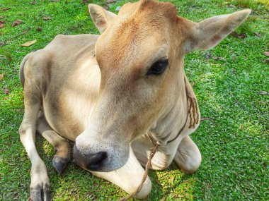 Çayırda oturan bir inek. Küçük kızılderili ineği.