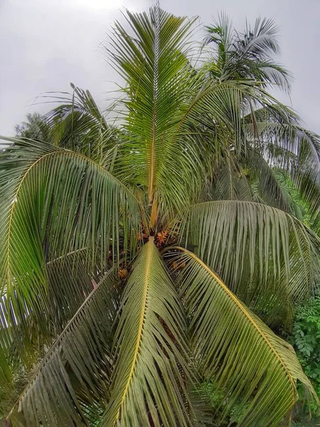 Кокосове Дерево Кокос Крупним Планом Вид Зверху — стокове фото