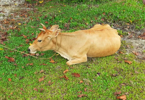 Une Vache Brune Assise Reposant Sur Pré Quelques Feuilles Sèches — Photo