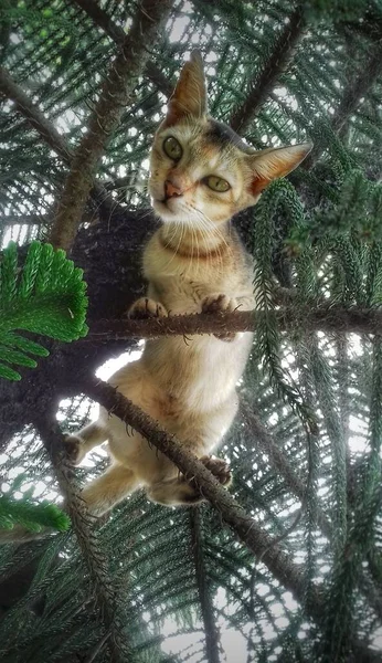 Ein Graues Kätzchen Starrt Von Einem Baum Herab Katze Auf — Stockfoto