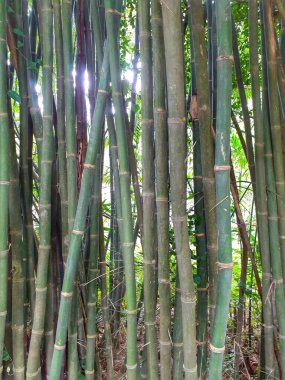 Uzun ve ince yeşil bambu ağaçları. Hindistan, Assam 'ın bambu sapları.