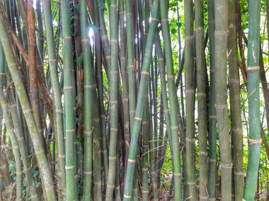 Uzun ve ince yeşil bambu ağaçları. Hindistan, Assam 'ın bambu sapları.