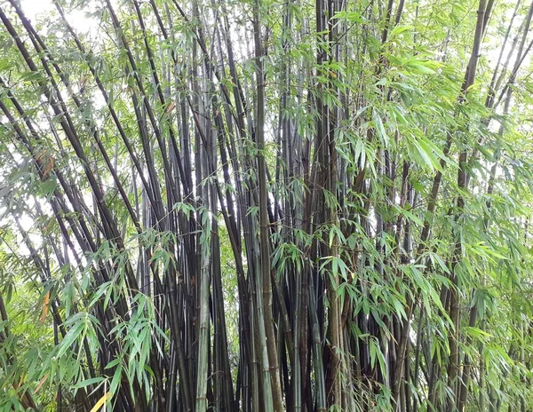 Groene Bamboe Boom Met Bladeren Het Bos Bij Regenachtig Weer — Stockfoto