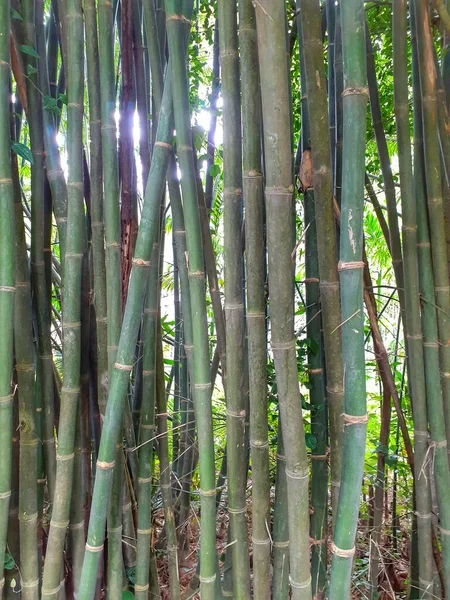 背が高くて細い緑の竹の木 インドアッサム州の竹の茎 — ストック写真