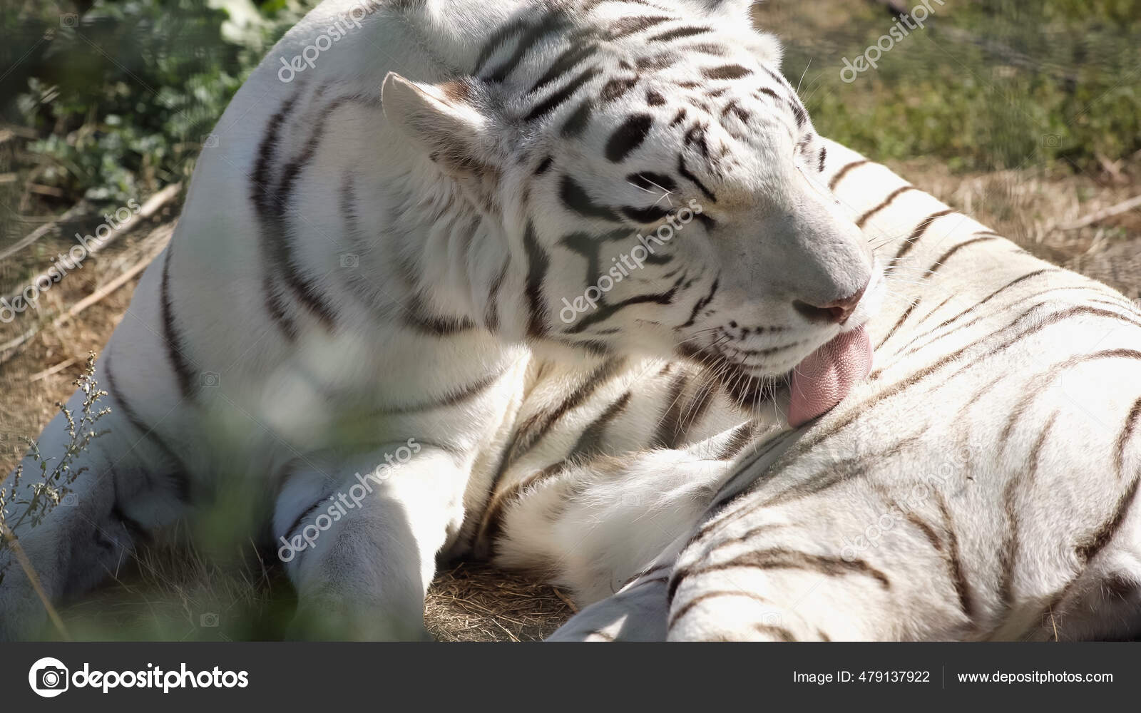 Tigre Blanc Images Libres De Droit Photos De Tigre Blanc Depositphotos Tigre Blanc Images Libres De Droit Photos De Tigre Blanc Depositphotos