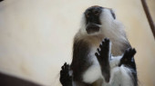 nízký úhel pohledu na chlupatou opici sedící u skla v zoo 