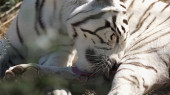 sunshine on white tiger licking fur outside 