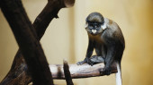 divoký a chlupatý gibbon sedí na stromě v zoo 