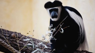 black and white monkey sitting on wooden branch near leaves in zoo  clipart