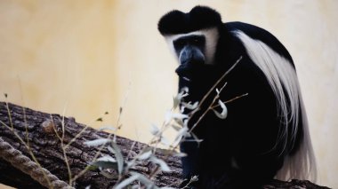 black and white monkey eating plant in zoo  clipart