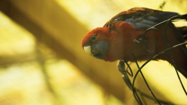 Metalik kafeste oturan kırmızı ve mavi papağan 