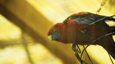 Hayvanat bahçesinde metalik kafeste oturan kırmızı ve mavi papağan