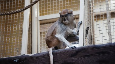 macaque sitting near metallic cage in zoo  clipart