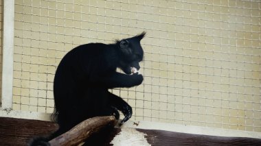 black chimpanzee eating near cage in zoo clipart