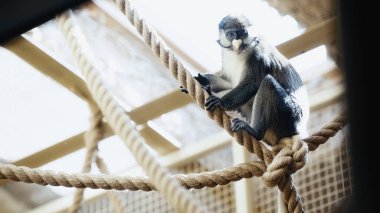 wild monkey sitting on ropes in zoo with blurred foreground  clipart